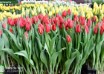 Tulipa Orange Fire (1)
